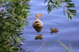 [Duck+chicks+following+mama+duck.jpg]
