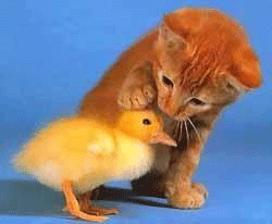 [duck+and+kitty.gif]