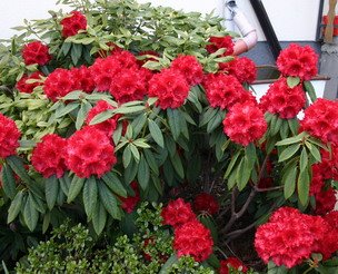 [rhododendron-2.JPG]