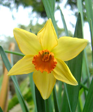 [Daffodil.jpg]