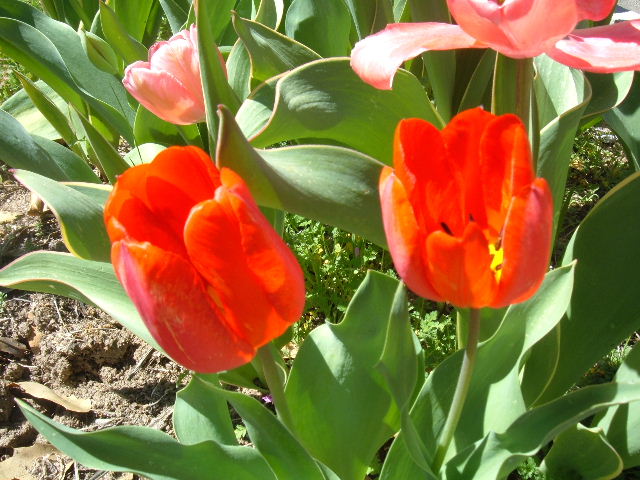 [Red+Tulips.JPG]