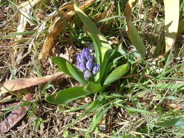 [Hyacinth+2.29.08.JPG]