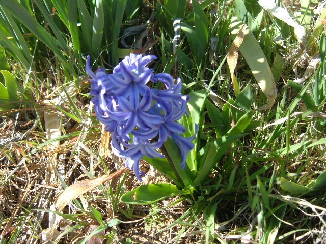 [Purple+Hyacinth+Bloom.JPG]