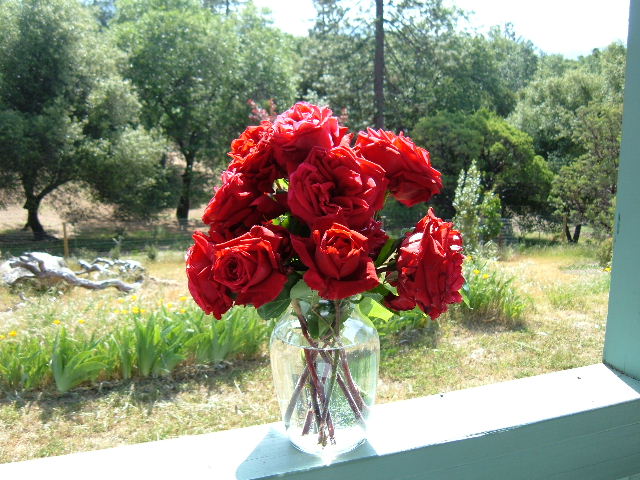 [Roses+from+Loretta.JPG]