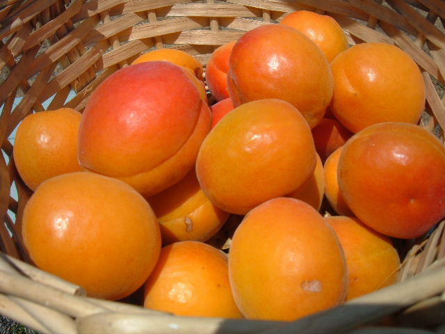 [Apricot+Harvest+6.08.JPG]