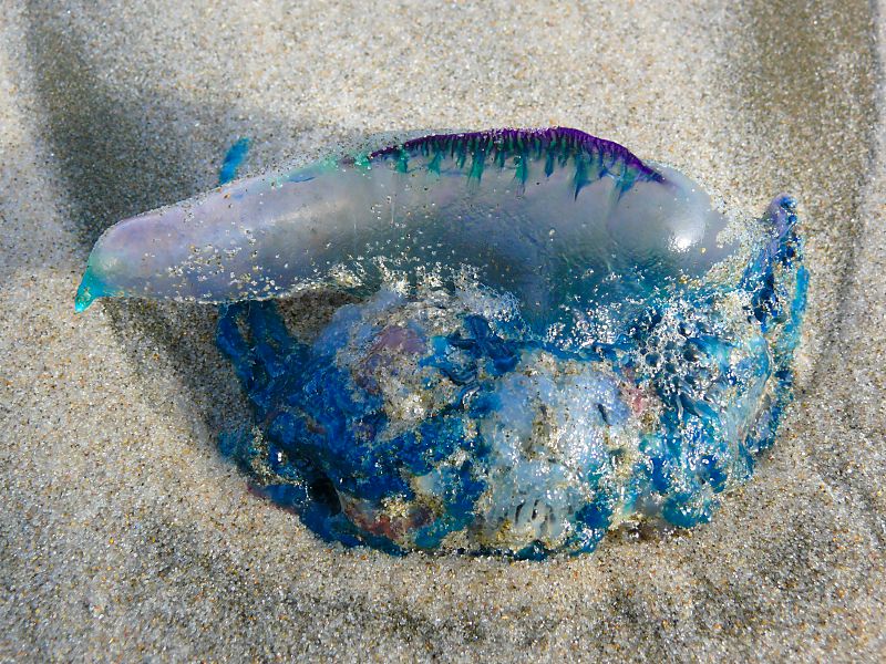 Bluebottle (Physalia utriculus), South Cape Bay beach - 22nd July 2008