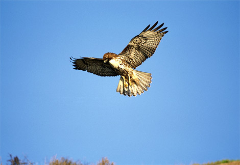 [red-tailed-hawk-flying.jpg]