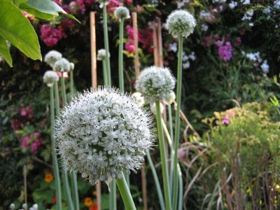photo of onion flowers