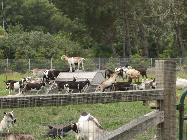 [Harley+Farms+Goat+Dairy-8.JPG]