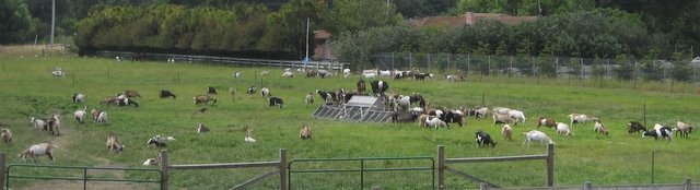[Harley+Farms+Goat+Dairy-17.JPG]