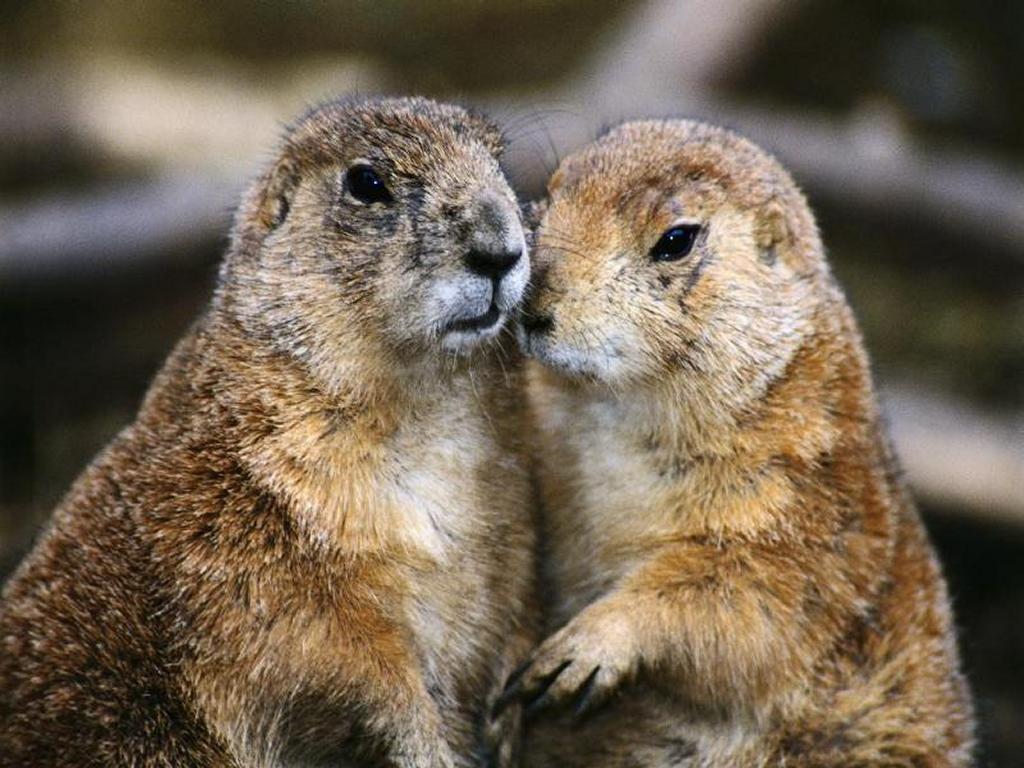 [groundhogs-in-love.jpg]