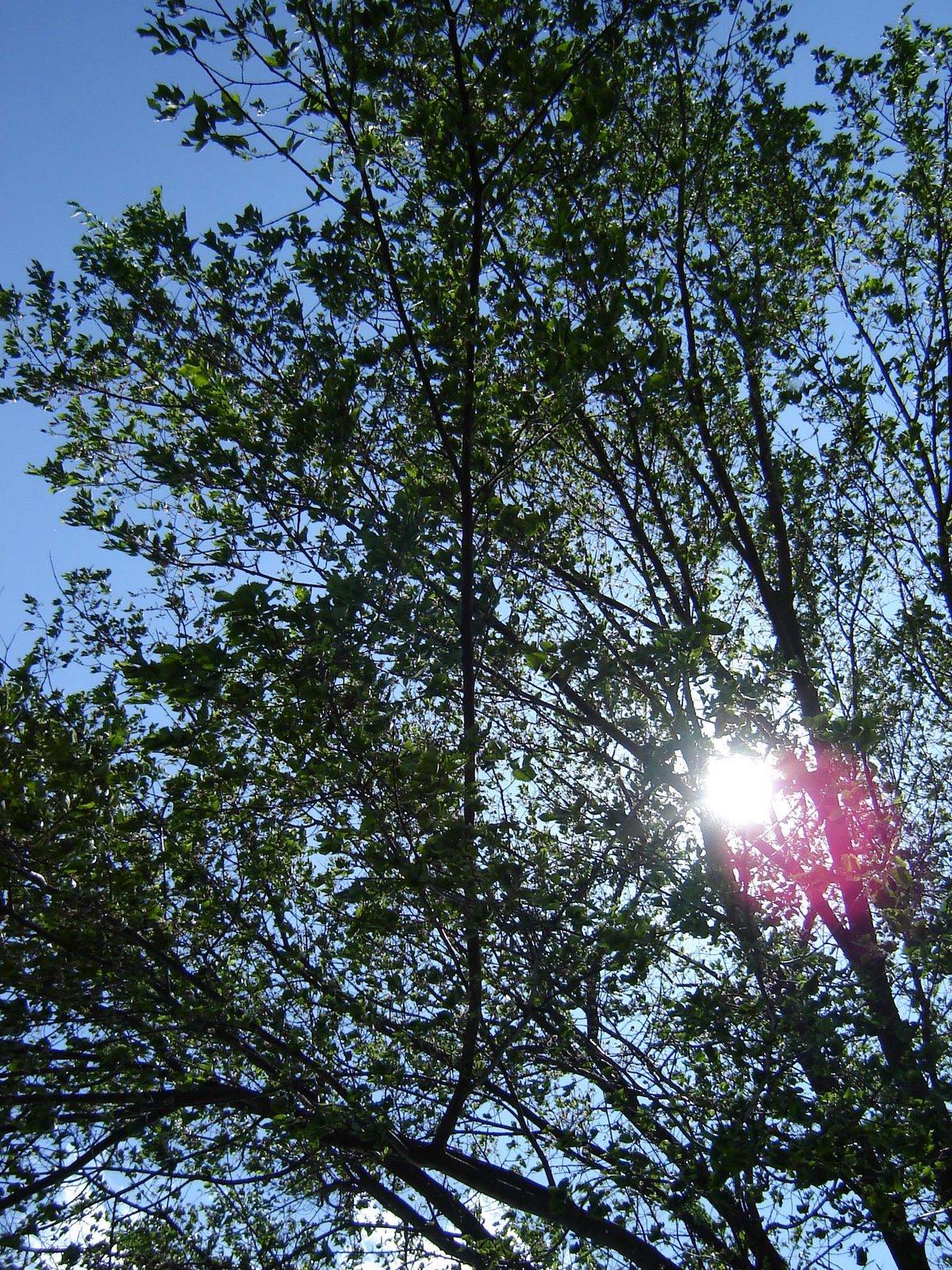 [sunburst+tree.jpg]