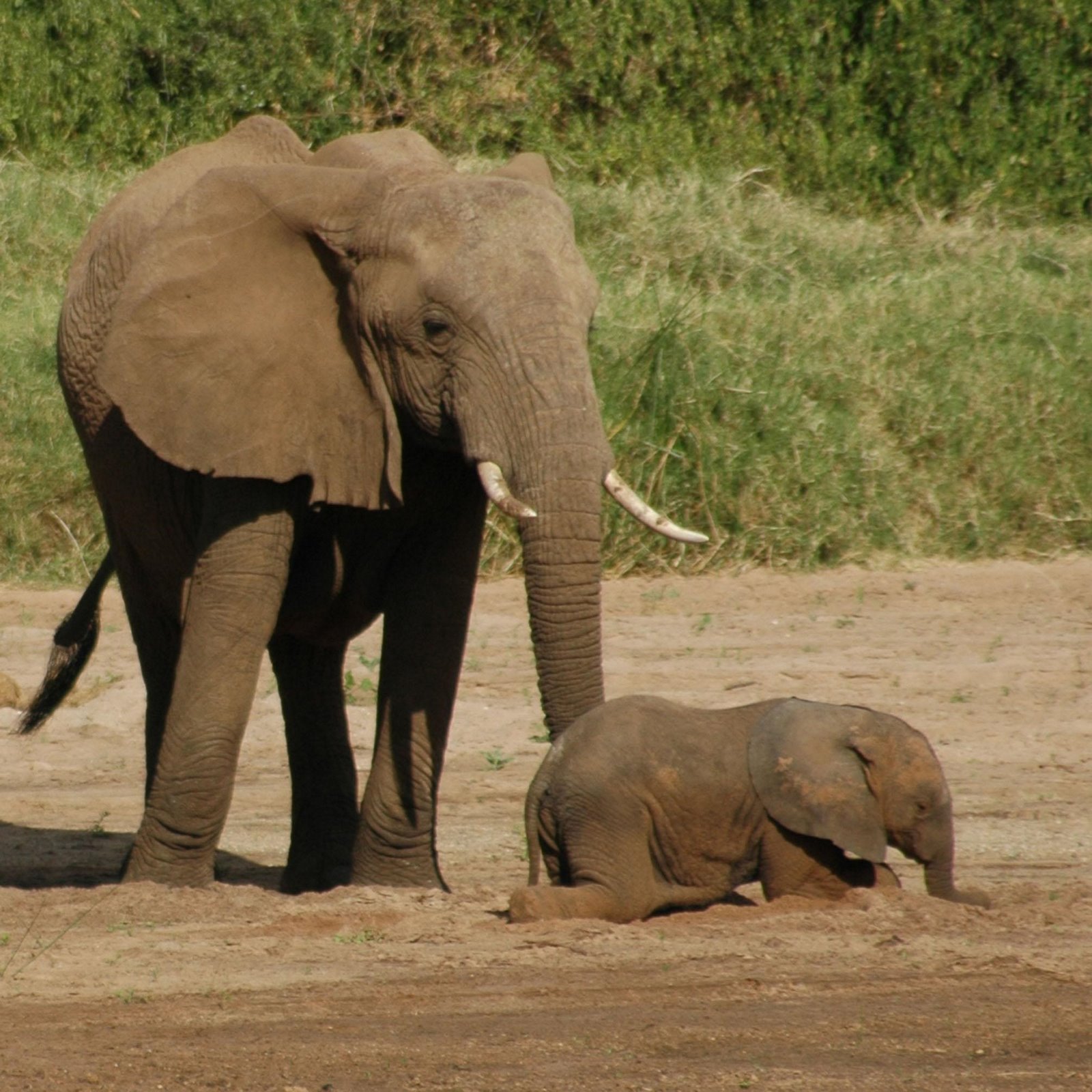 [Tsavo+elefante+e+bebe.JPG]
