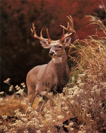 [1812~Royal-Deer-Posters.jpg]