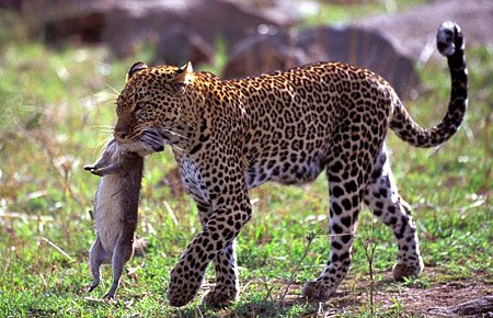 [6leopard-prey-mara.jpg]