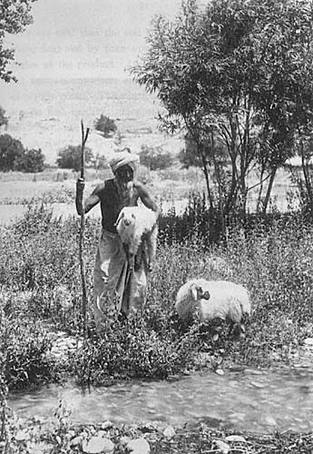 A 1900 Baloch Shepherd