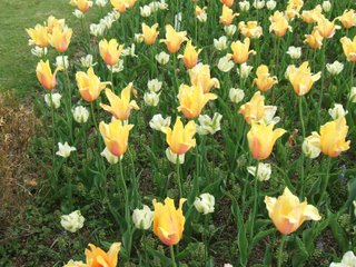 [yellow+tulip.jpg]