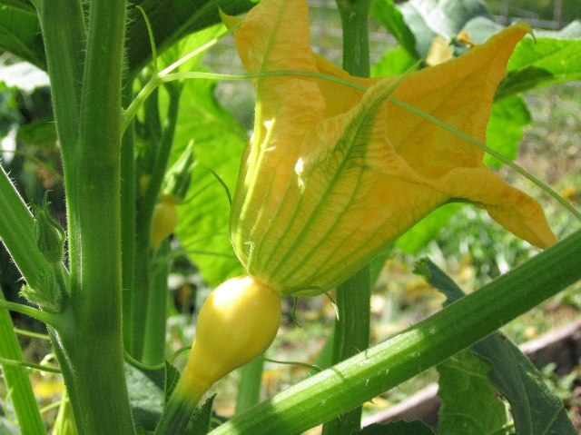 [Copy+of+baby+squash+with+big+flower+on+10-4-06+Large+Web+view.jpg]
