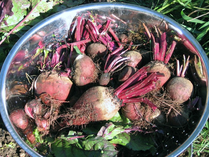 [Copy+of+closeup+of+harvested+beets+in+big+ss+colander.JPG]