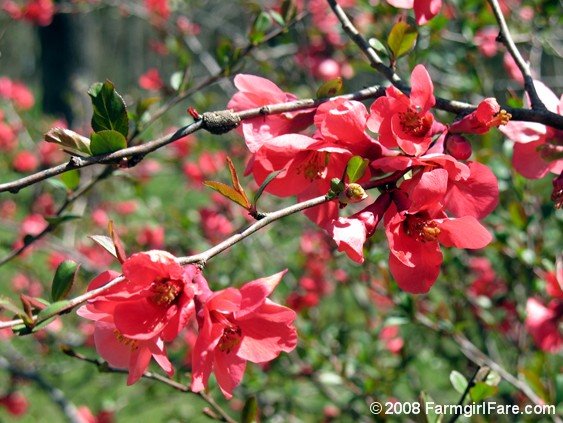 [Copy+of+pink+flowering+bush+close+up.JPG]