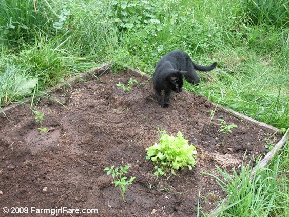 [Copy+of+mr+midnight+inspects+newly+planted+tomato+plants.JPG]