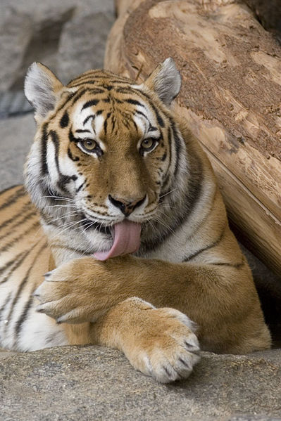 [399px-Panthera_tigris.jpg]