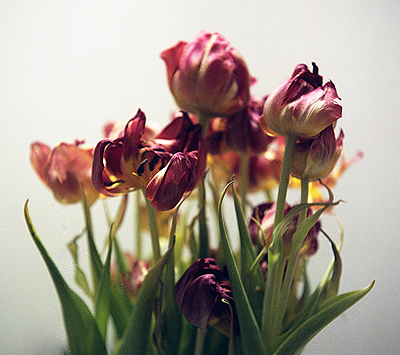 [tulip_400px.jpg]