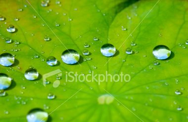 [ist2_3913528_lotus_leaf_with_water_drop_08.jpg]