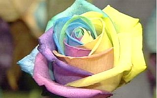 [rosa+rainbow.jpg]