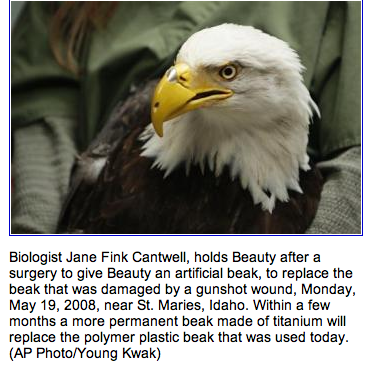 [Beauty+Eagle+Update.png]