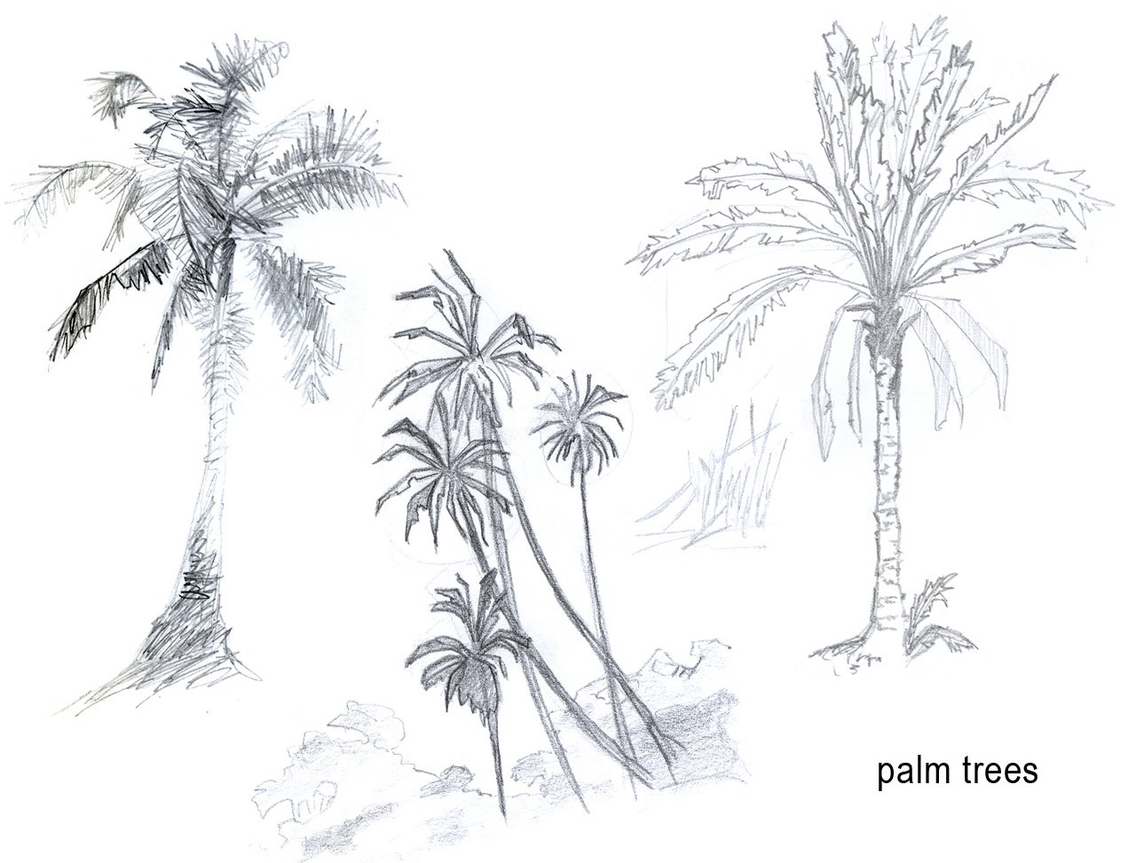 [research_0004_Palm+tree.jpg]
