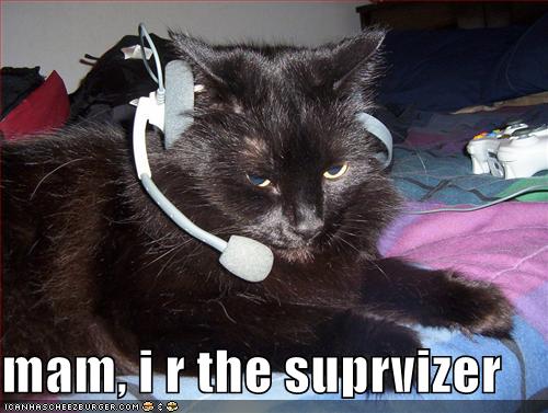 [funny-pictures-call-center-cat.jpg]