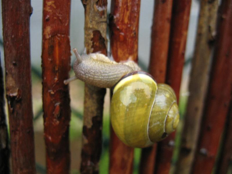 [snail1.JPG]