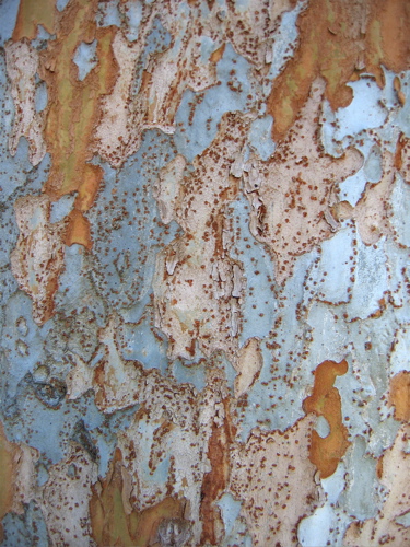 [Tree+Bark+sugar+(Blog).JPG]