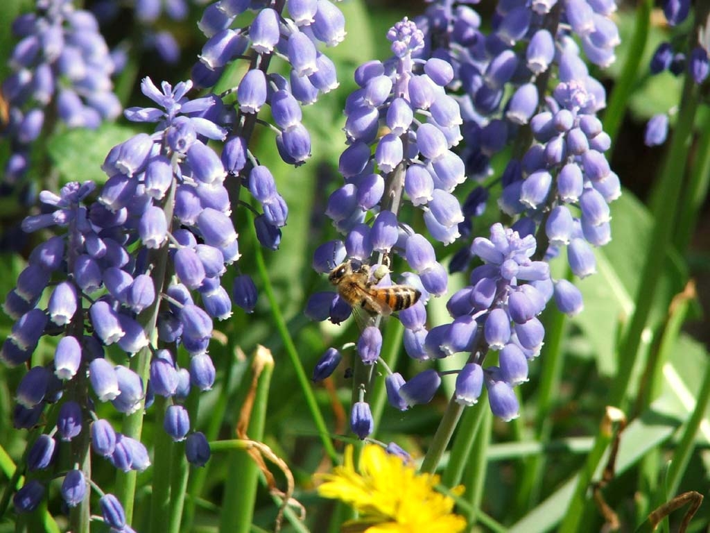 [Bluebells_and_the_Bee__by_monkeypunk413.JPG]