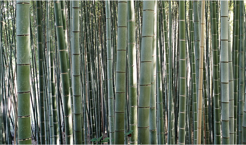 [Bambú.jpg]