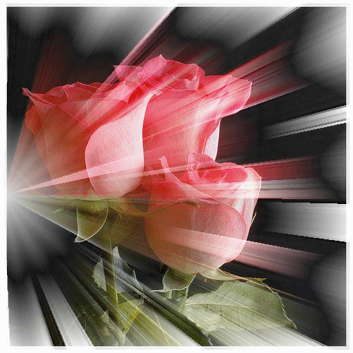[rosa+efectos.gif]