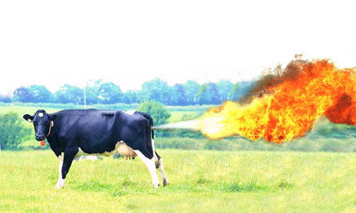 [cow-fire.jpg]