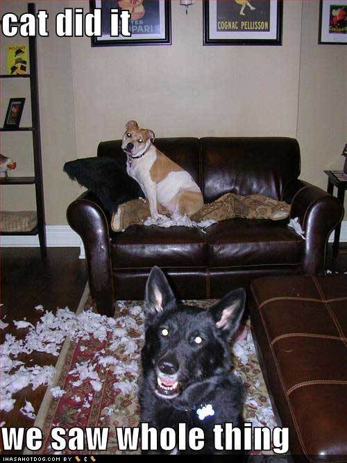 [funny-dog-pictures-mess-cat-did-it.jpg]