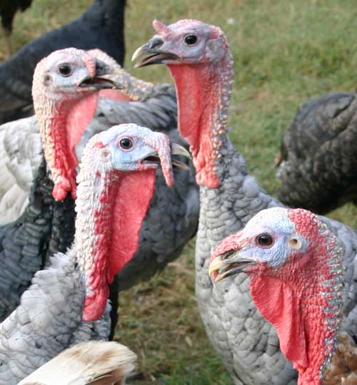[turkeys05.jpg]