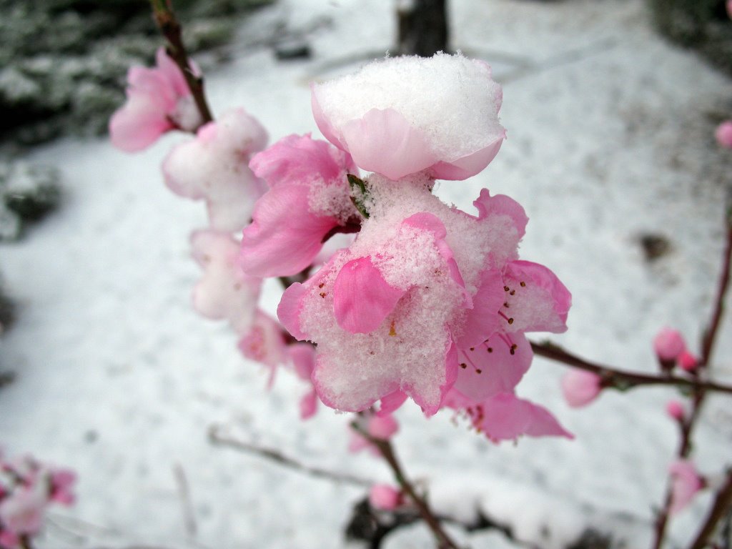 [snow+in+spring.jpg]