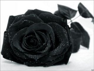 [black-rose.jpg]