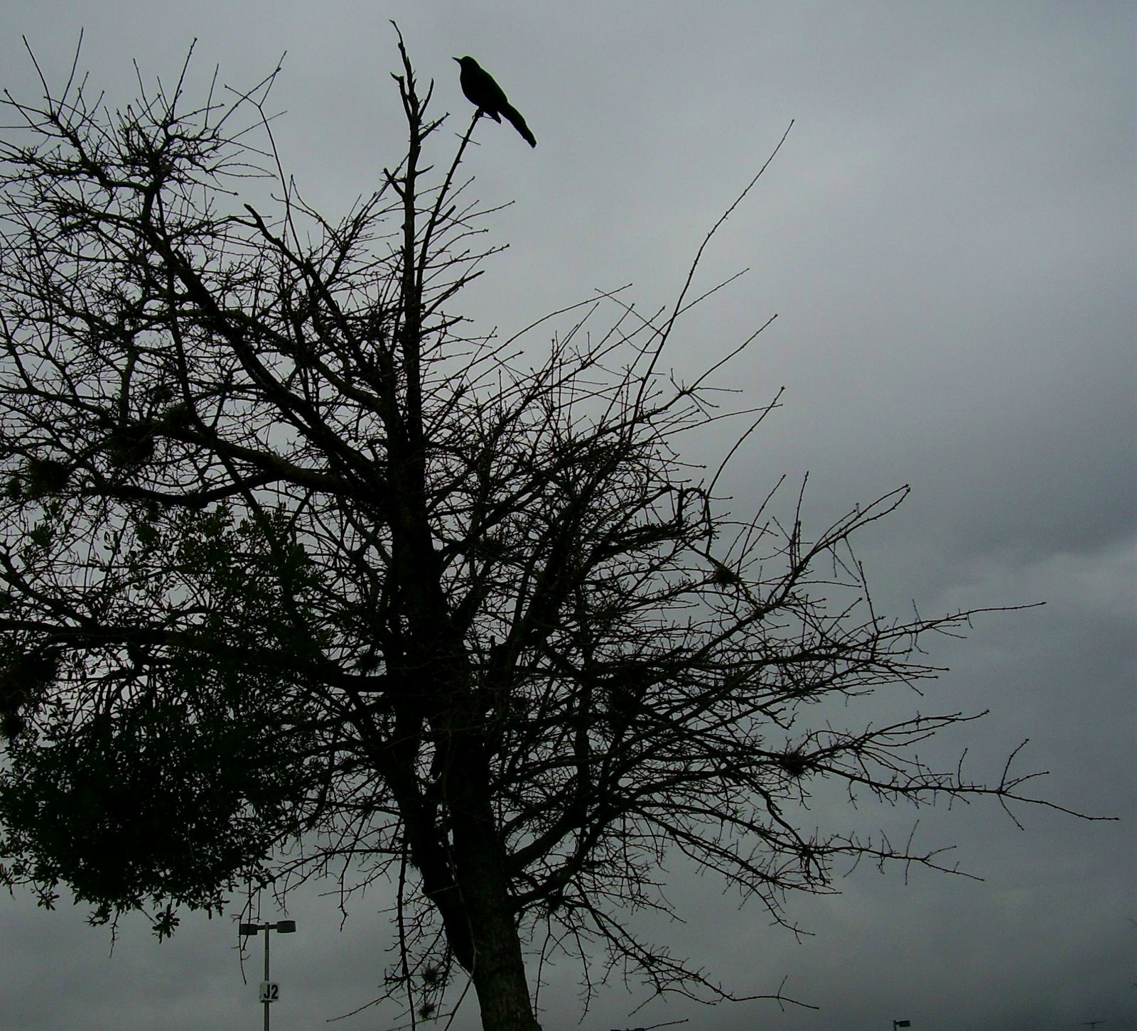 [Ominous+Crow+Atop+Tree.jpg]