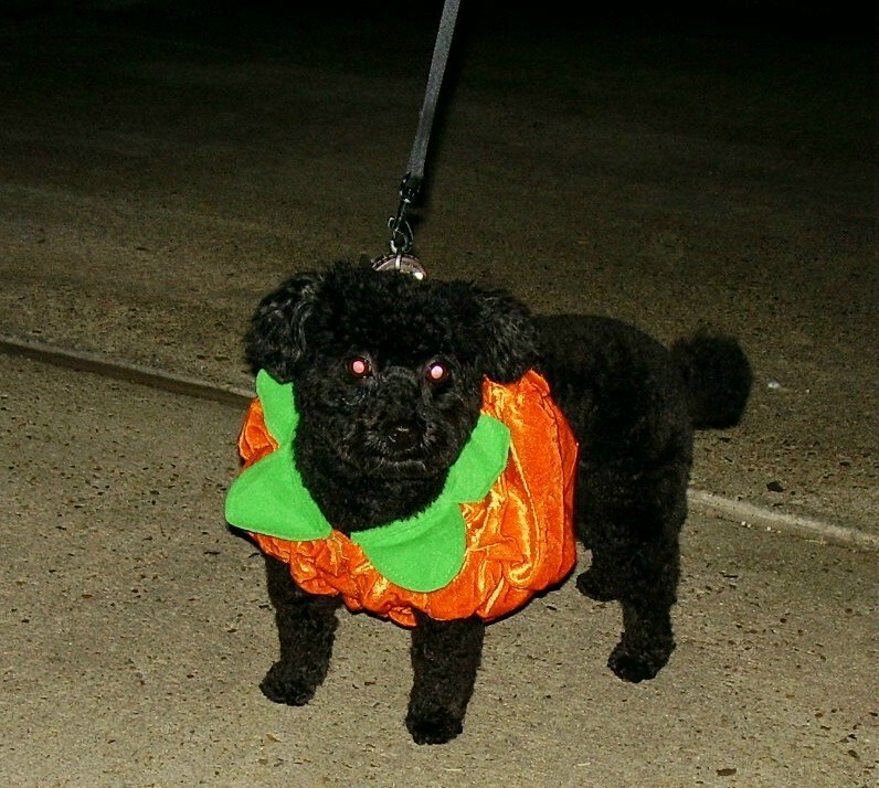 [H+Pumpkin+Dog.jpg]