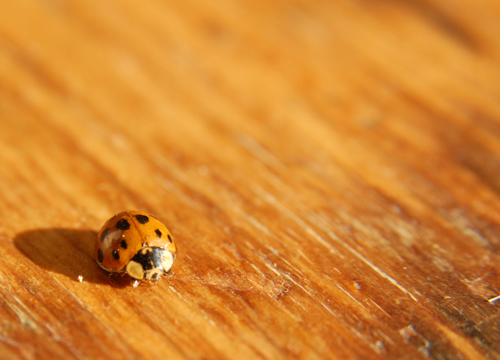 [0208_ladybugs_0004.jpg]