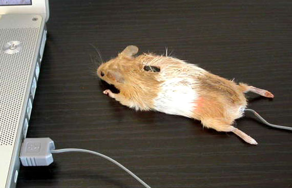 [mouse.jpg]