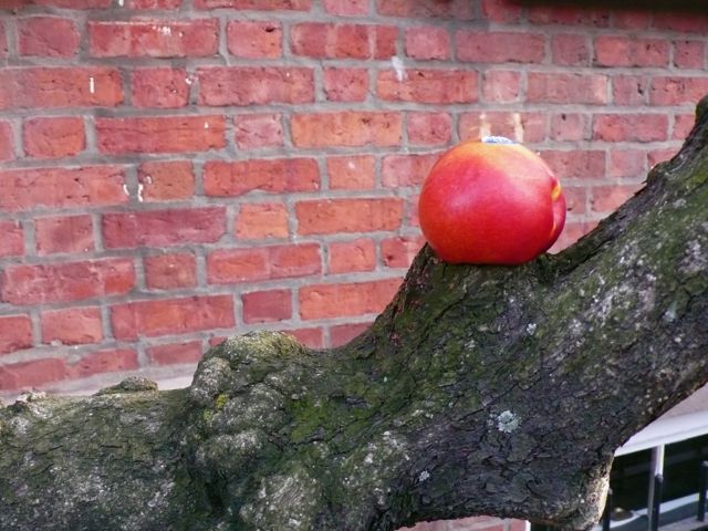 [peach+tree.jpg]