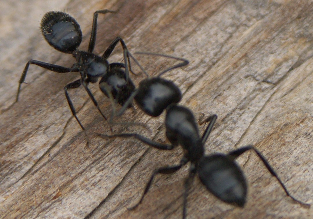 [Ants.jpg]