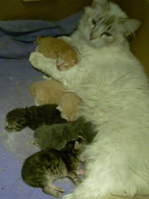 [kitties+with+mommy.jpg]