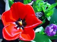 [red+tulip.JPG]